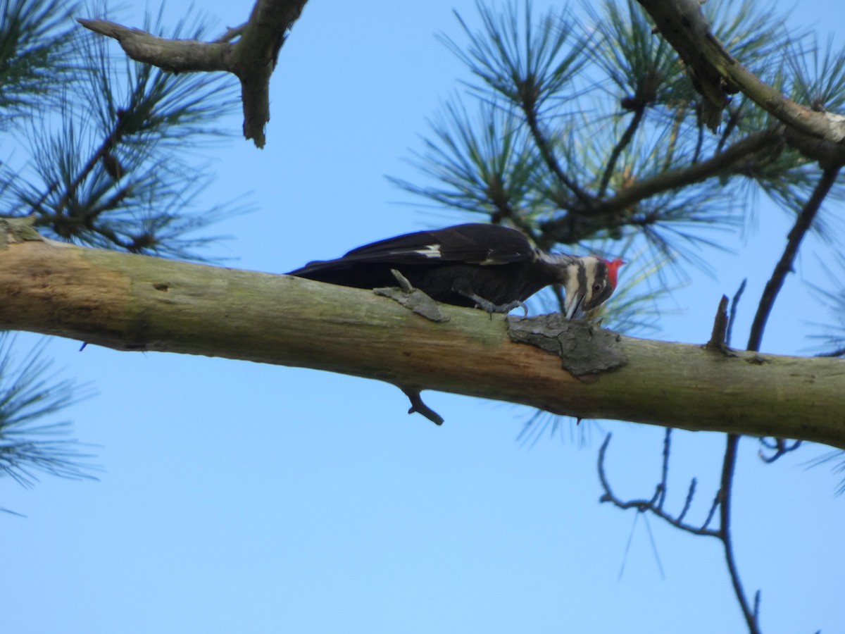 Pileated Woodpecker - ML638583452
