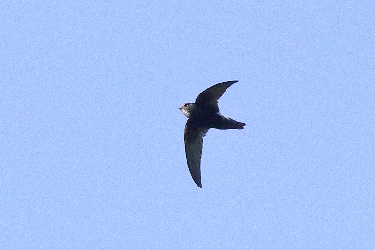 Little Swift - ML638583454