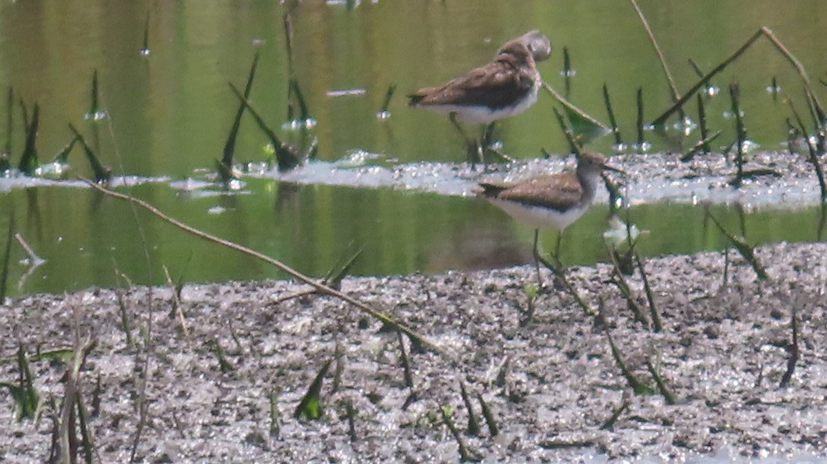 Solitary Sandpiper - ML638583460