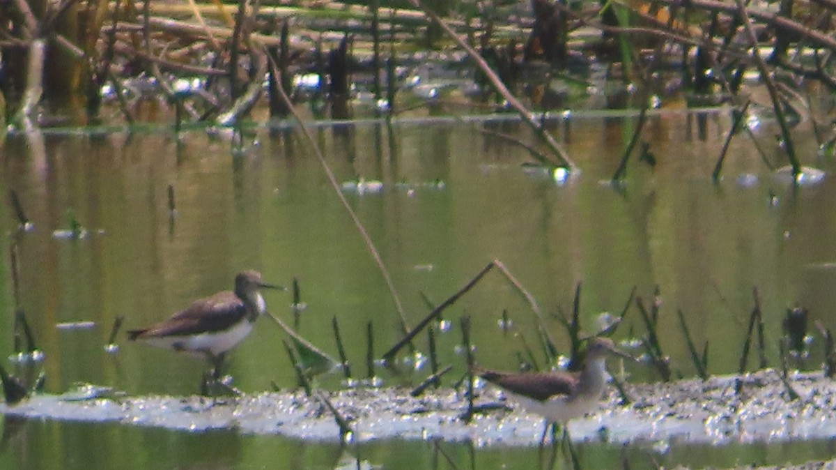 Solitary Sandpiper - ML638583465