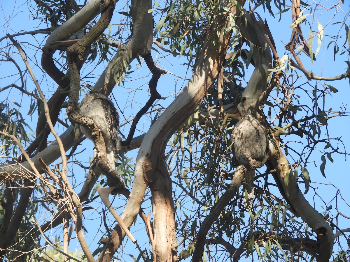 Tawny Frogmouth - ML638583466
