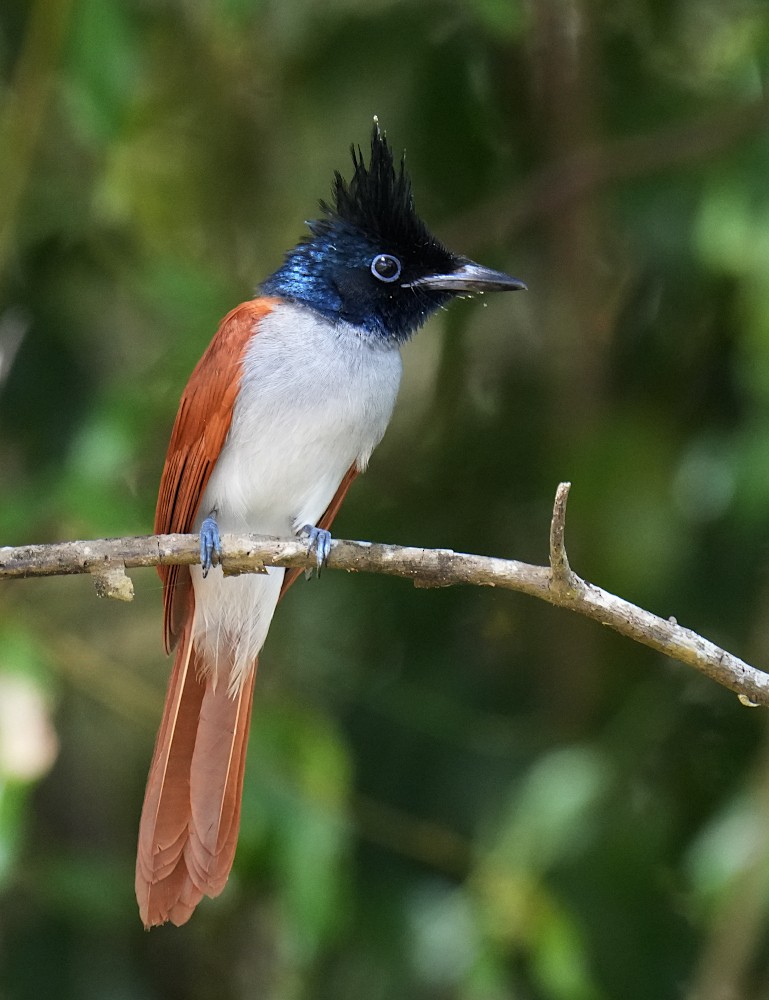 Indian Paradise-Flycatcher - ML638583467