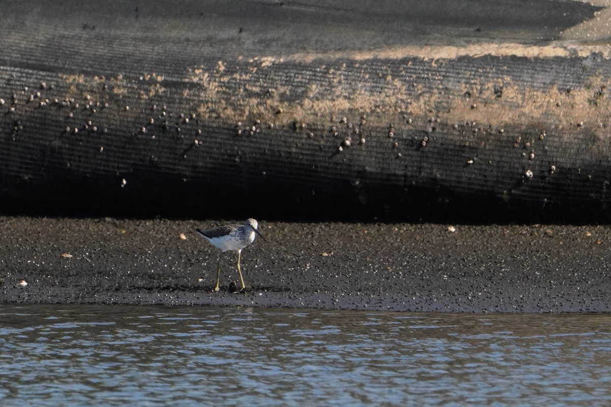 Common Greenshank - ML638583468