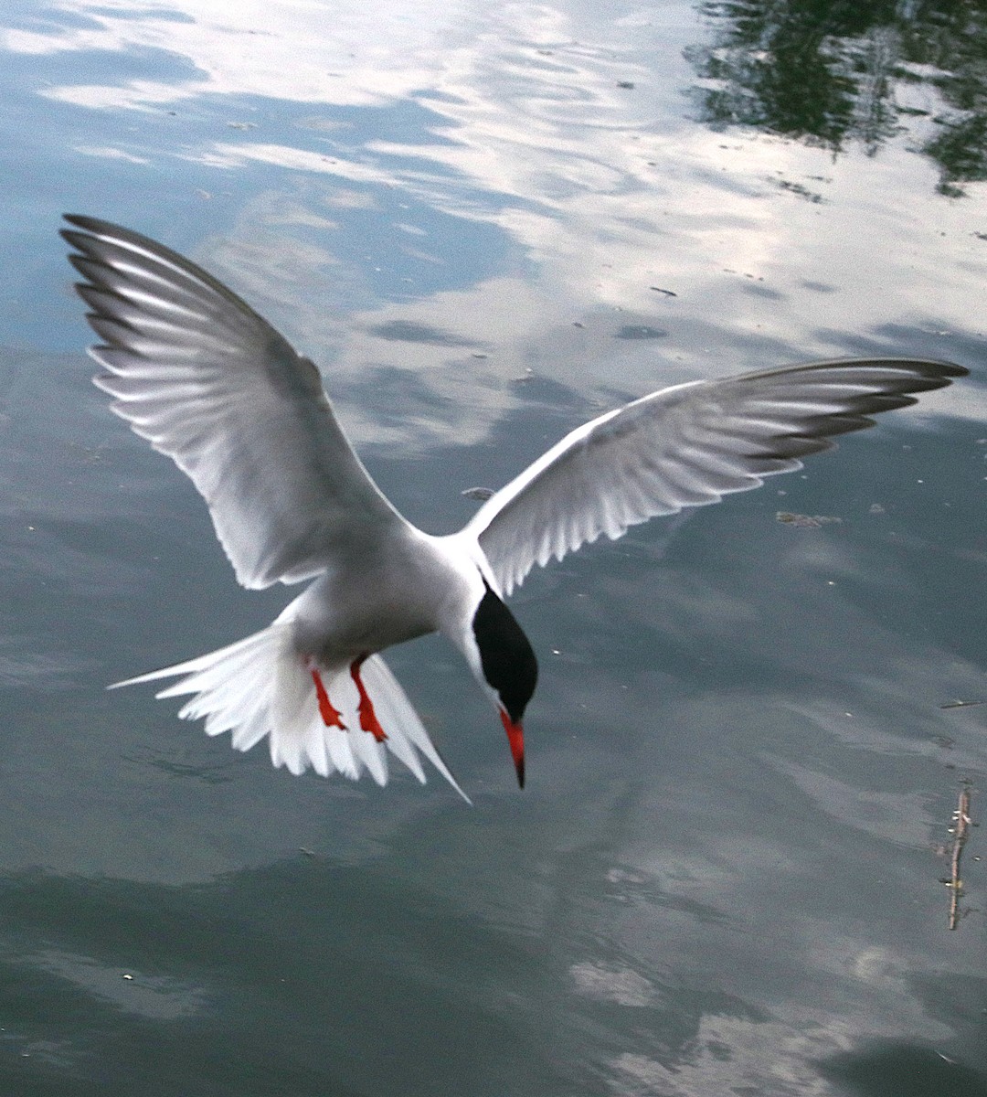 Common Tern - ML638583469