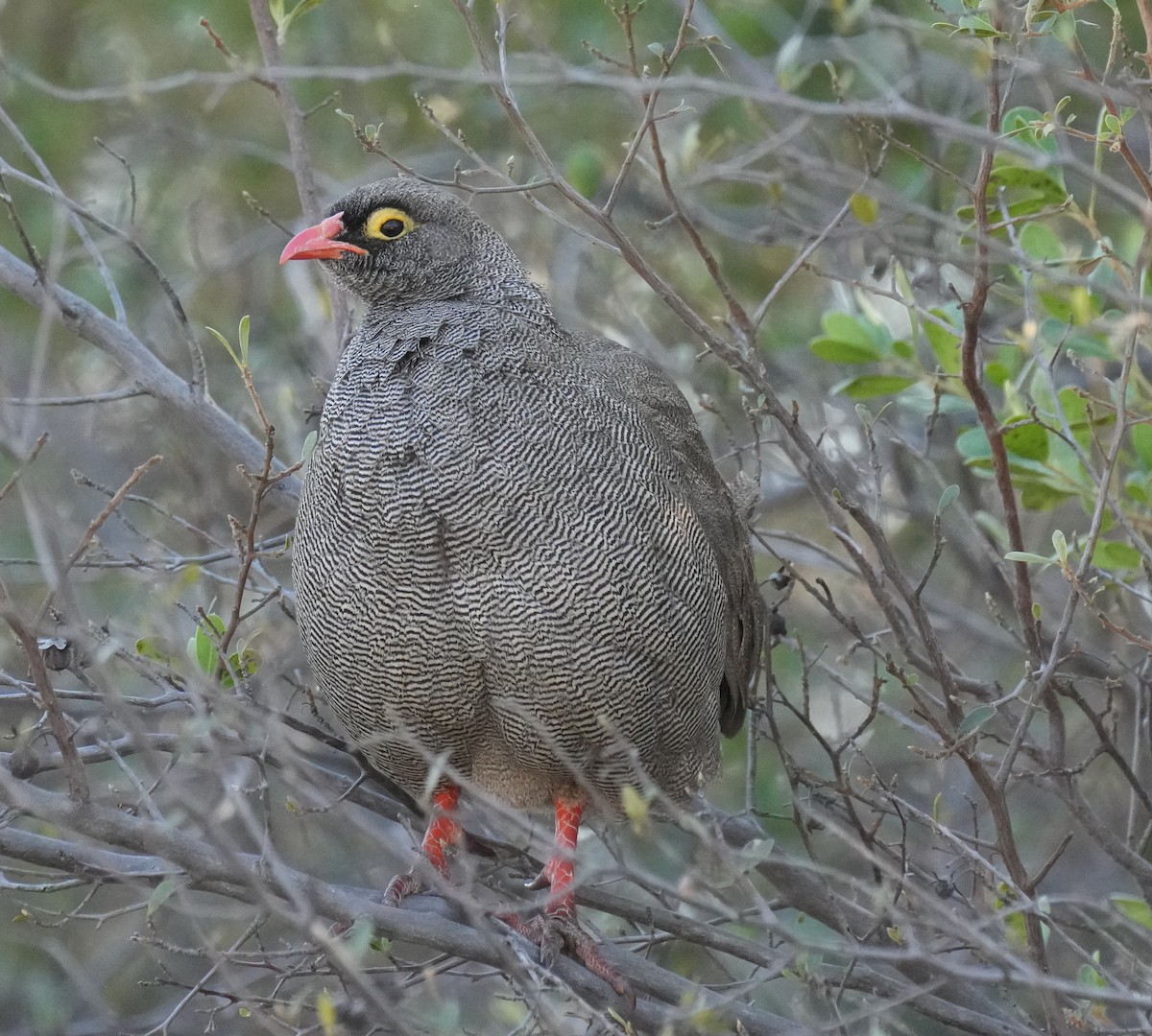 Red-billed Spurfowl - ML638583474
