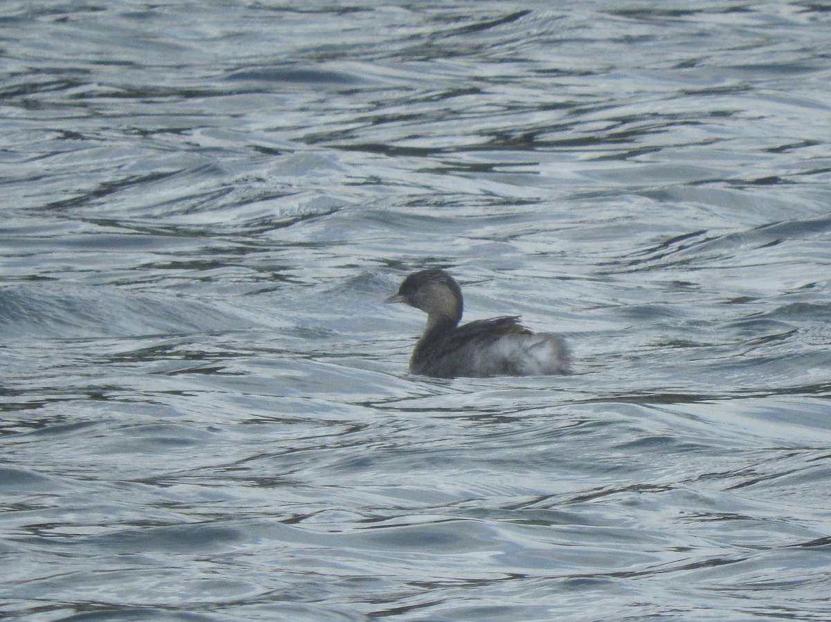 Hoary-headed Grebe - ML638583475