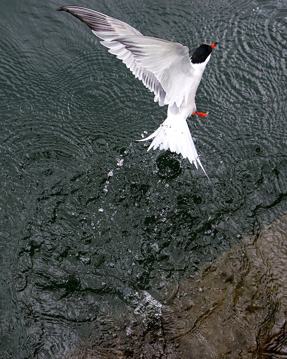Common Tern - ML638583476
