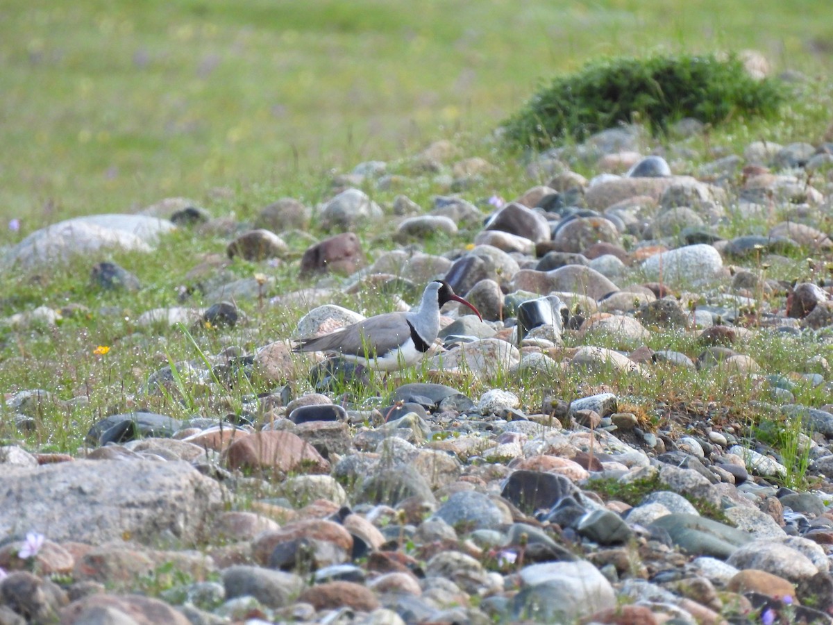 Ibisbill - ML638583499