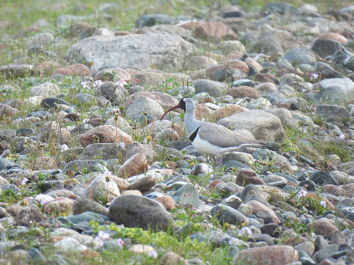 Ibisbill - ML638583518