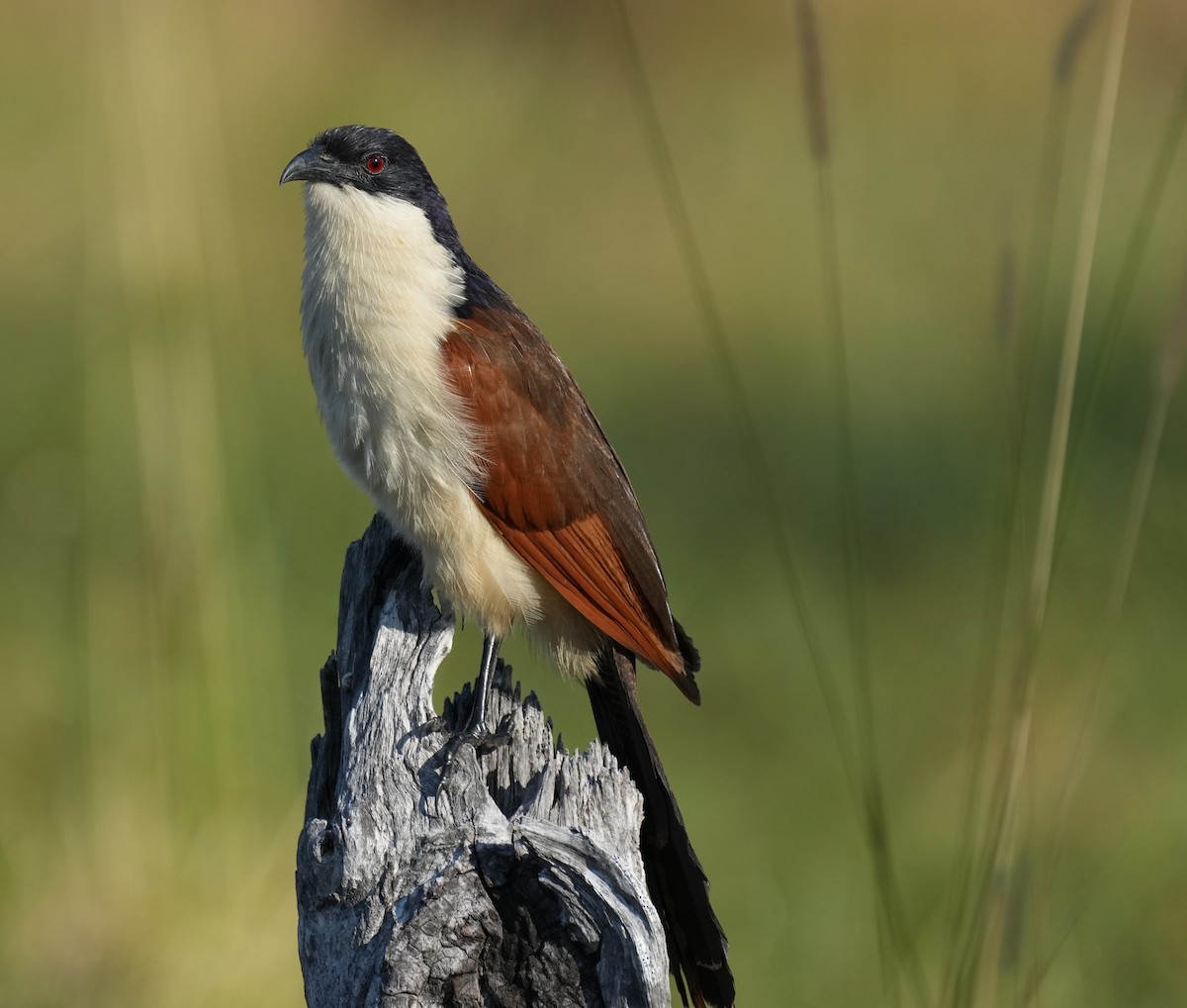 Coppery-tailed Coucal - ML638583531