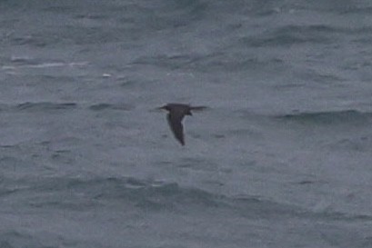 Lesser Noddy - ML638583547