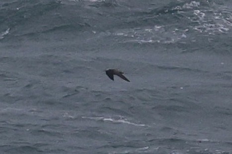 Lesser Noddy - ML638583548