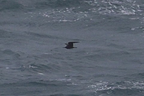 Lesser Noddy - ML638583549