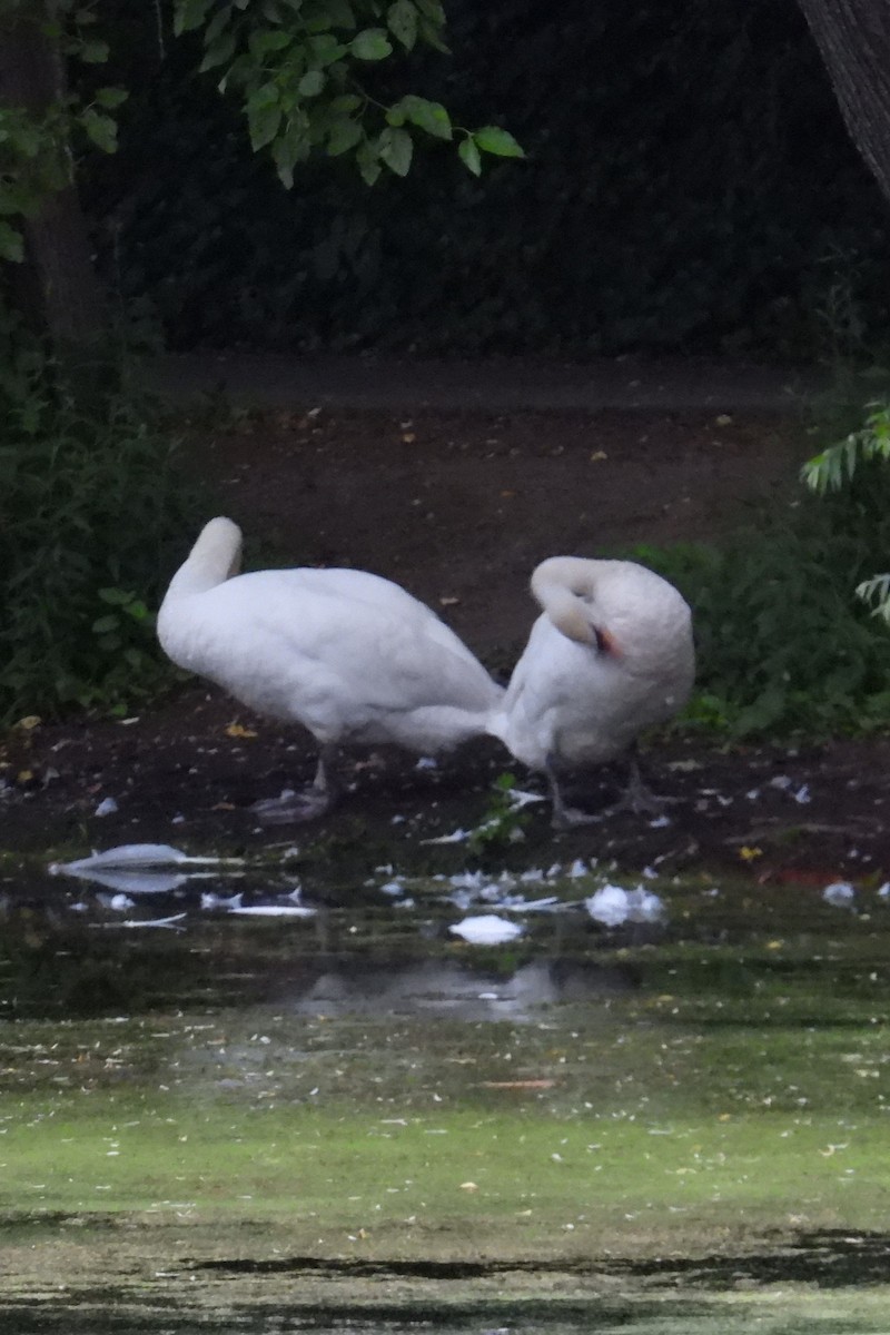 Mute Swan - ML638583557