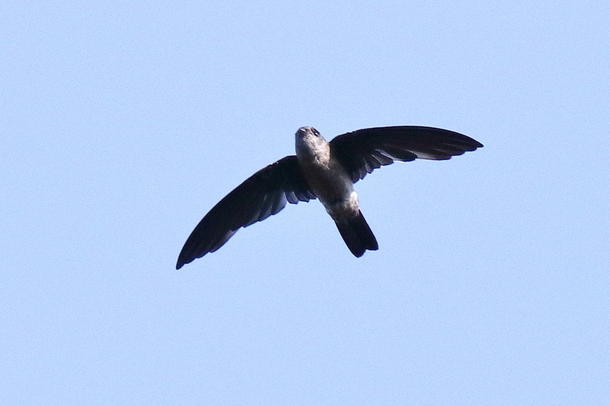 Indian Swiftlet - ML638583566