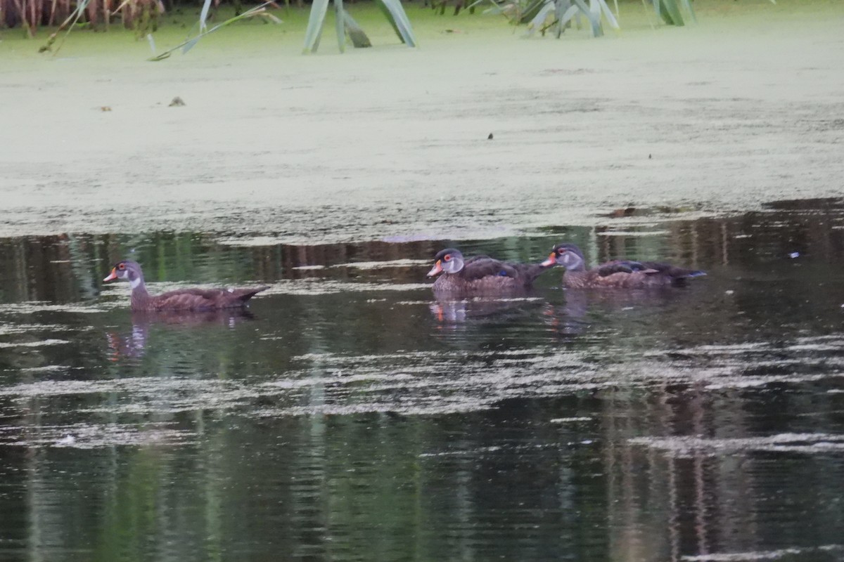 Wood Duck - ML638583567