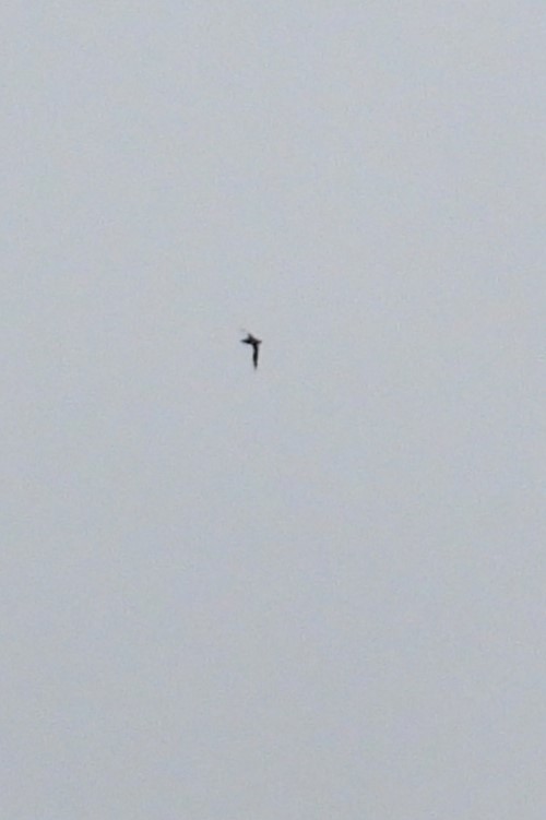 Chimney Swift - ML638583569