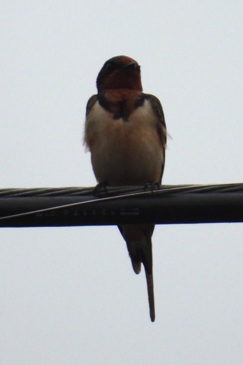 Barn Swallow - ML638583572