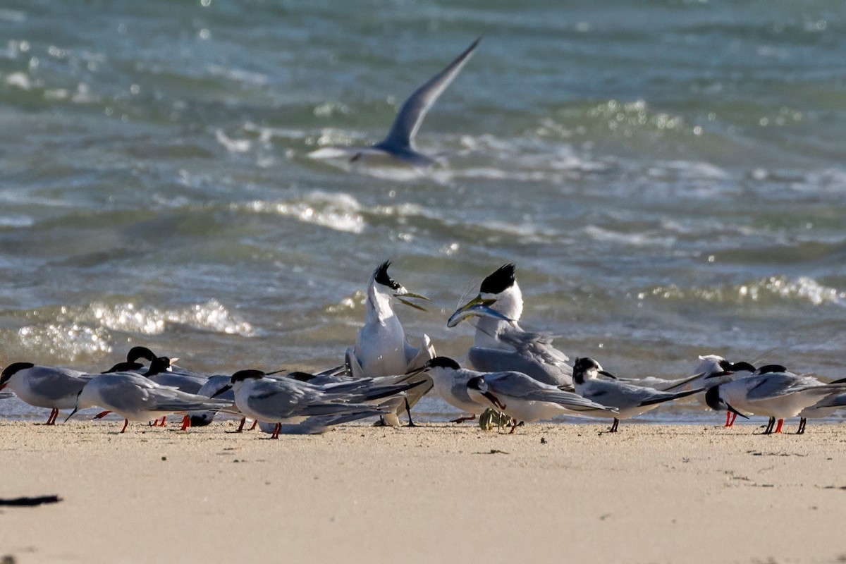 Lesser Crested Tern - ML638583573