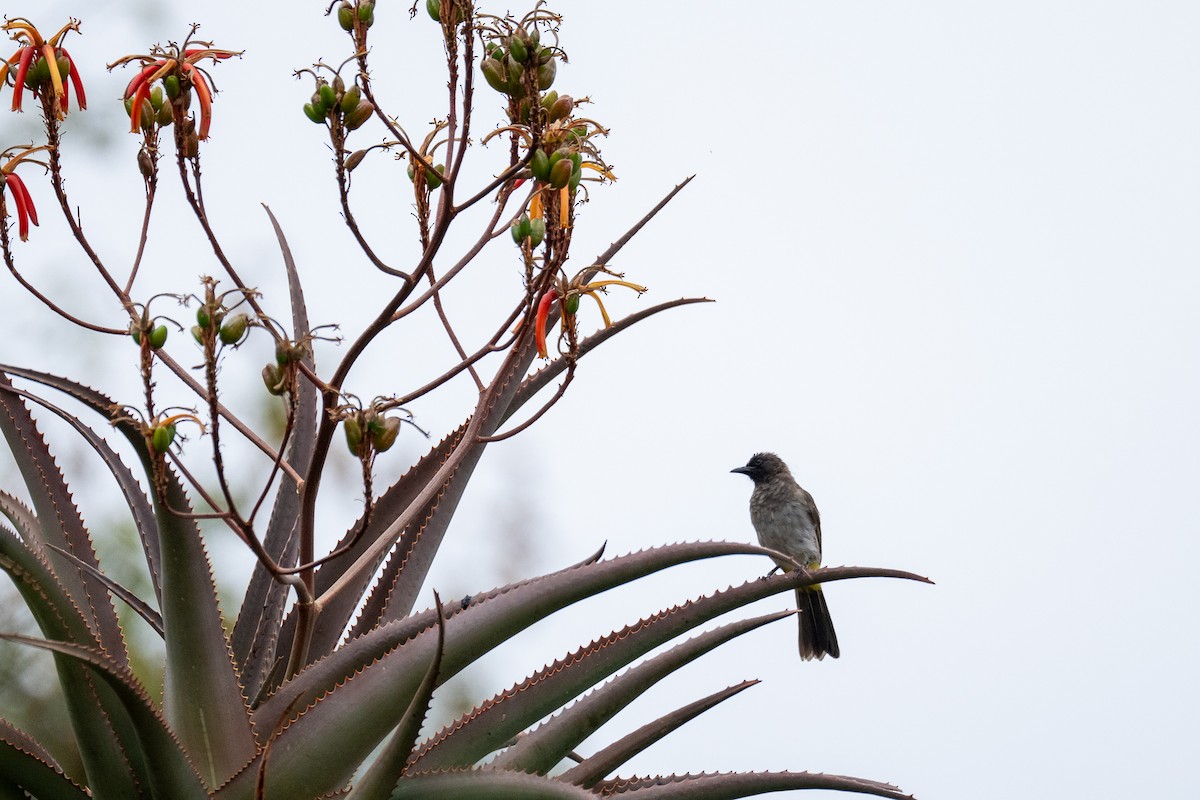 Common Bulbul - ML638583575