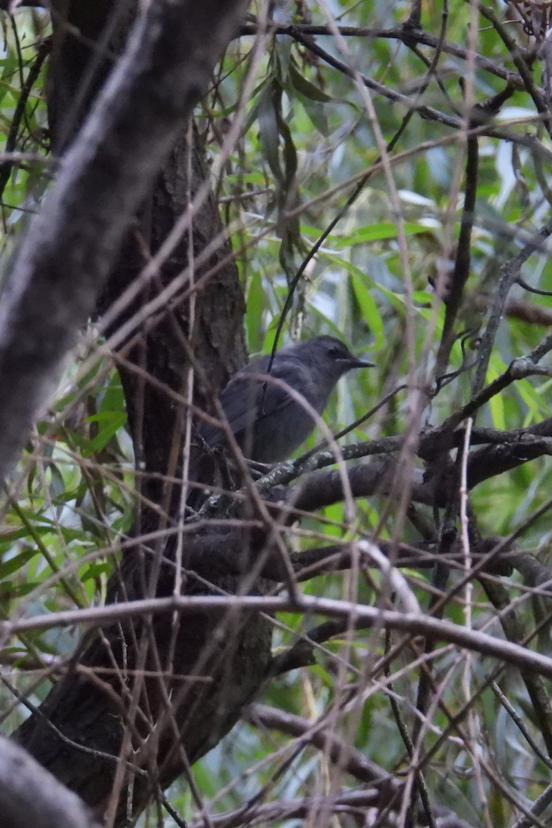 Gray Catbird - ML638583576