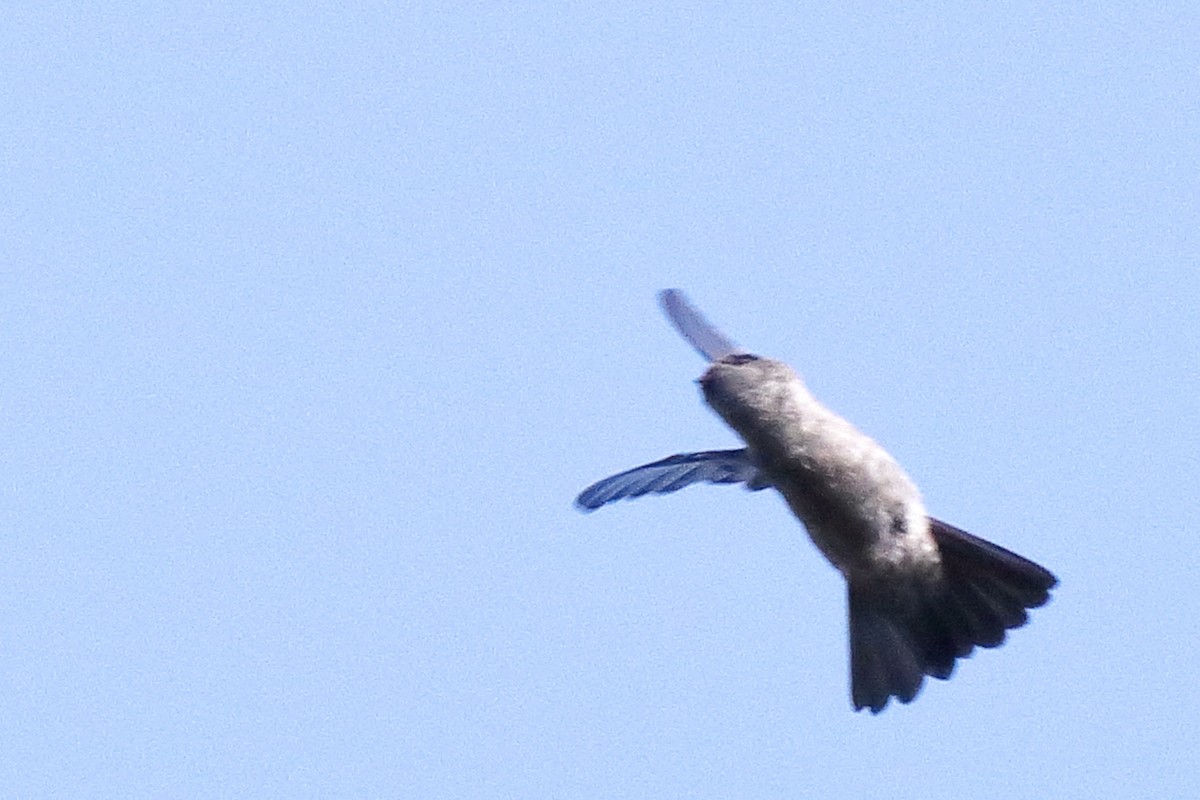 Indian Swiftlet - ML638583577