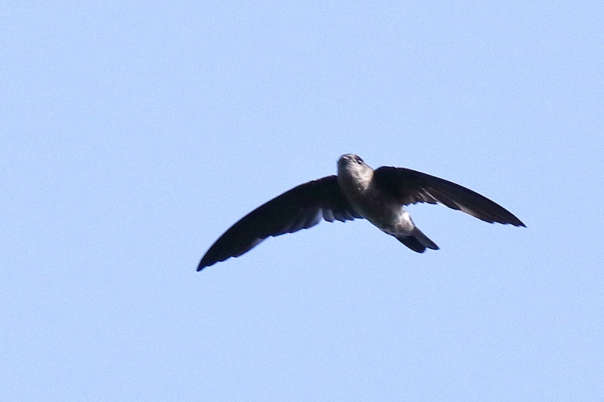 Indian Swiftlet - ML638583578