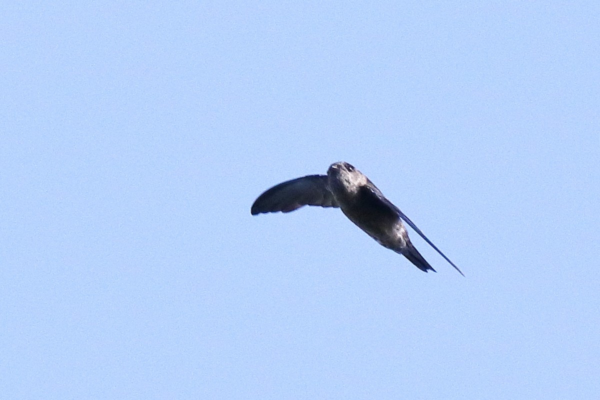 Indian Swiftlet - ML638583579