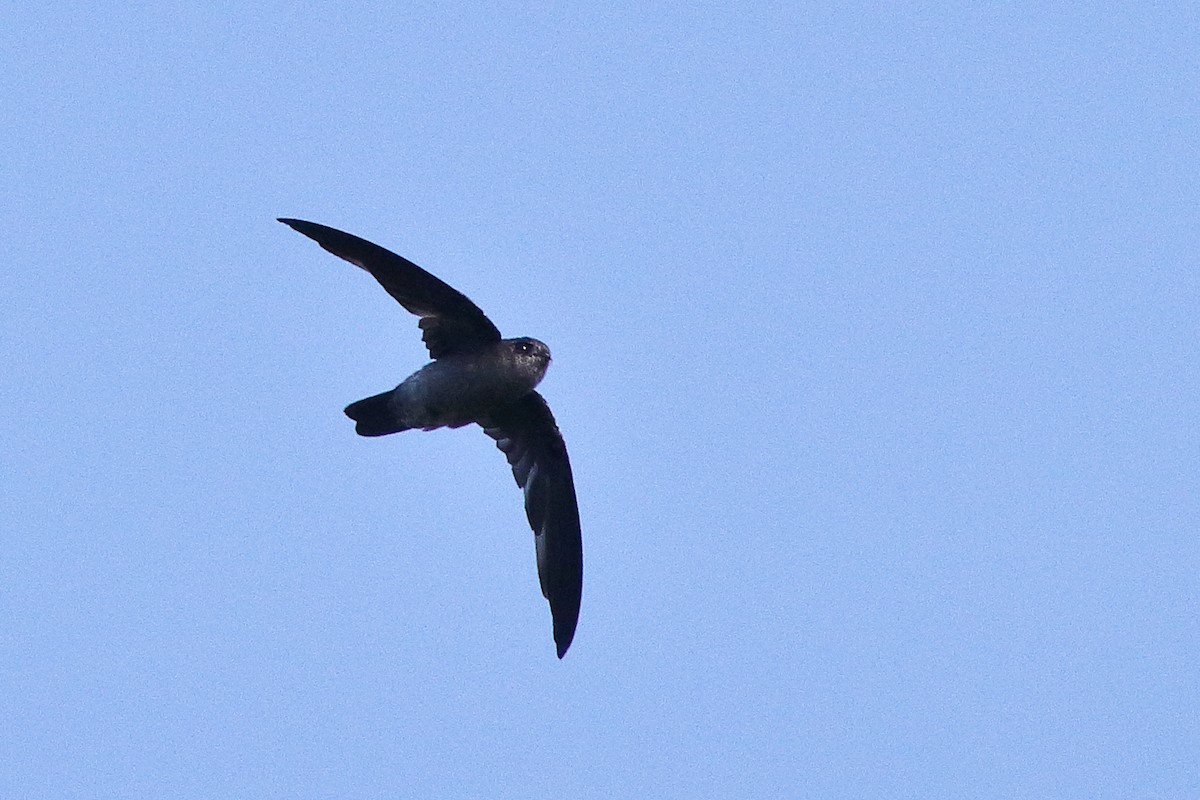 Indian Swiftlet - ML638583580