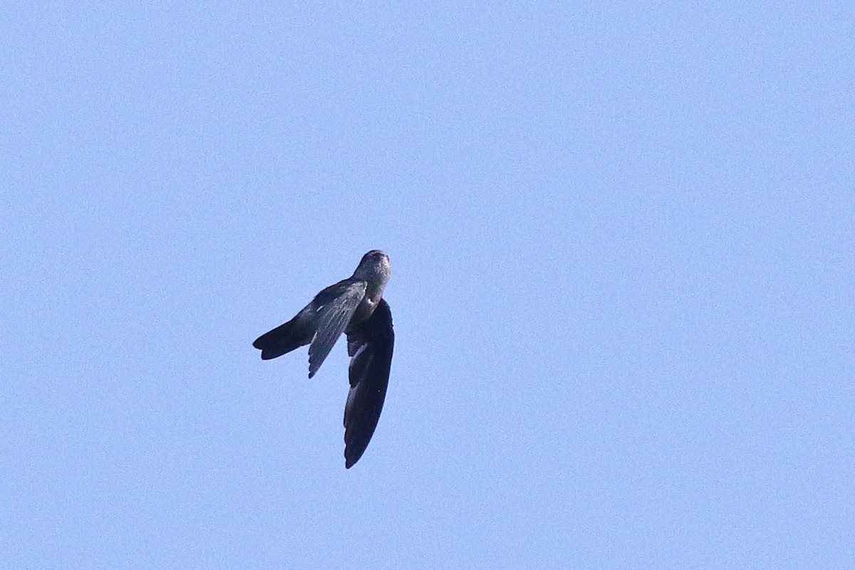 Indian Swiftlet - ML638583581