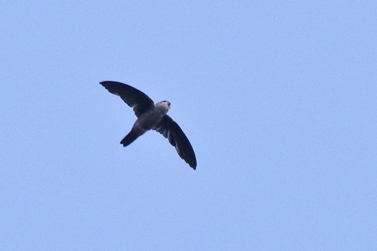 Indian Swiftlet - ML638583582
