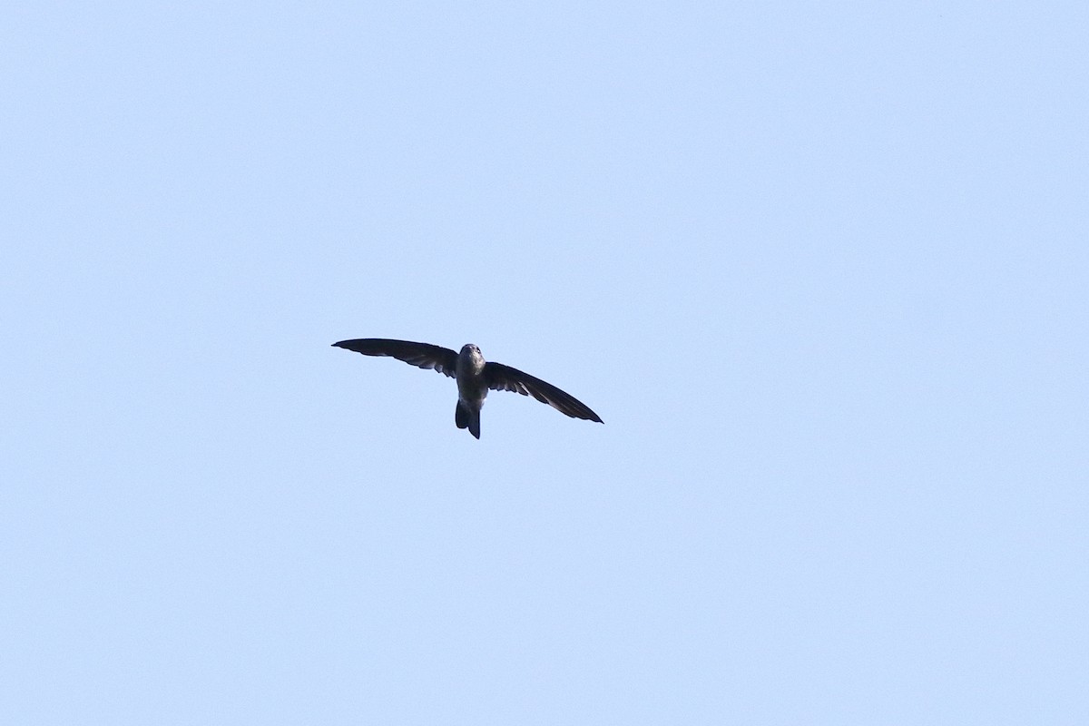 Indian Swiftlet - ML638583583