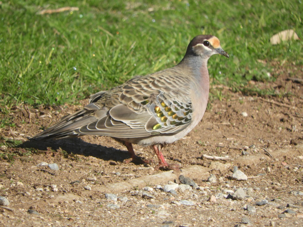 skogglansdue - ML638583636