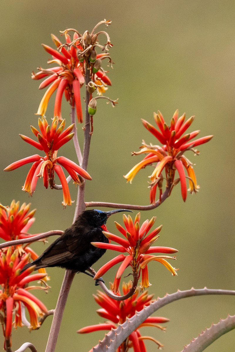 Scarlet-chested Sunbird - ML638583657