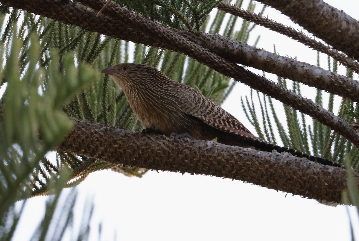 Pheasant Coucal - ML638583684