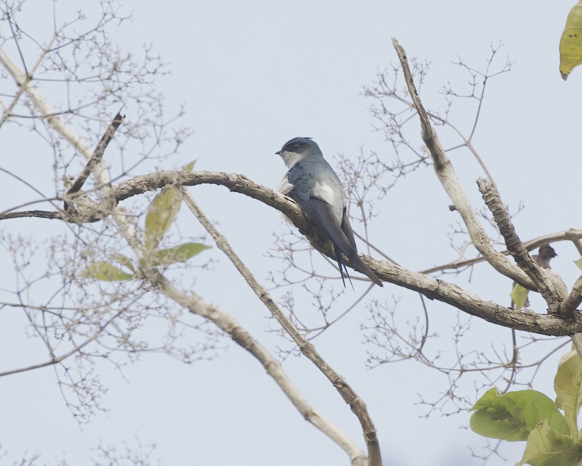Gray-rumped Treeswift - ML638583686
