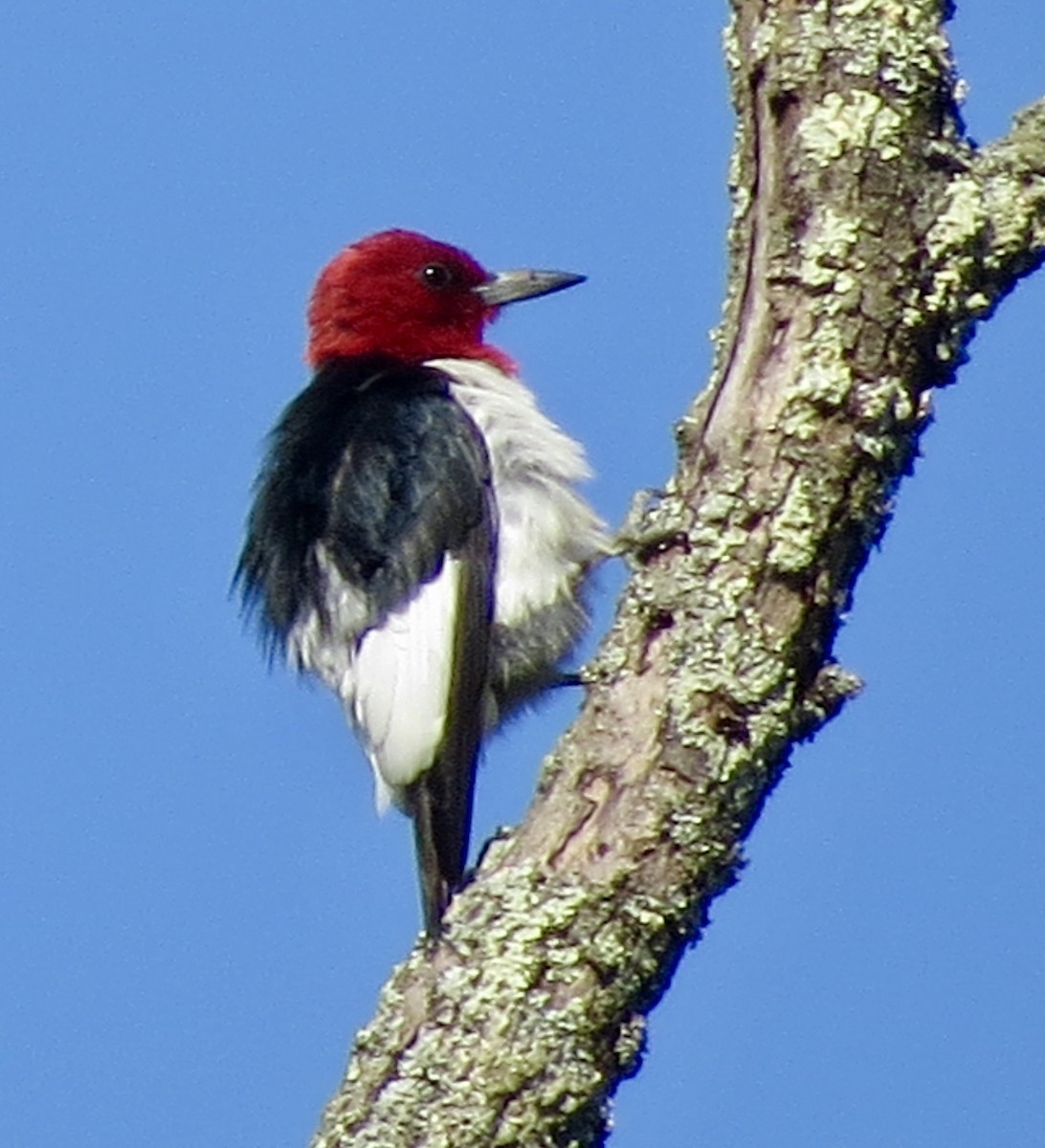 ズアカキツツキ - ML638583707