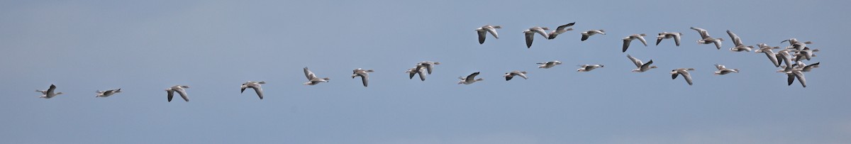Graylag Goose - ML638583719