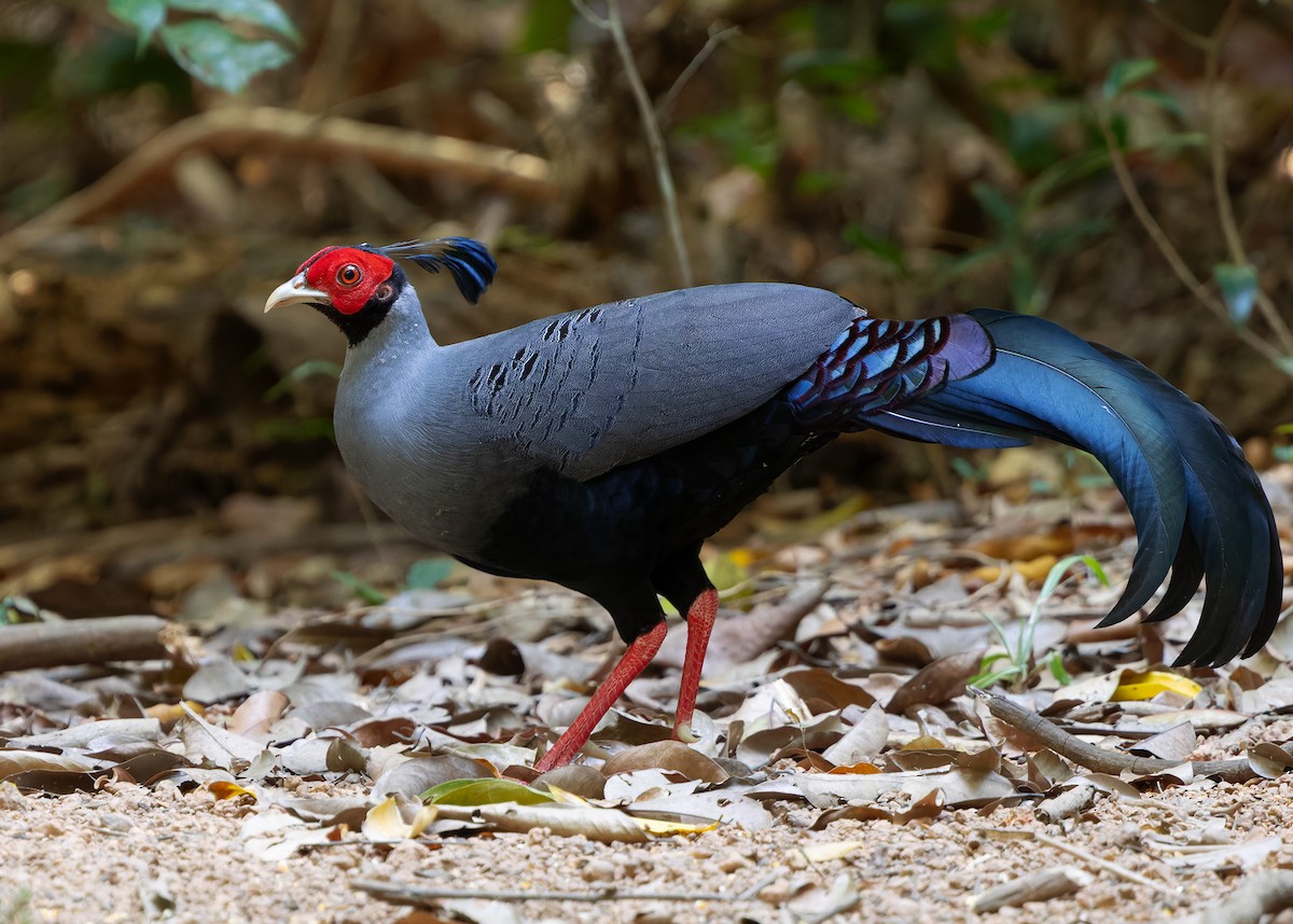 Siamese Fireback - ML638583723