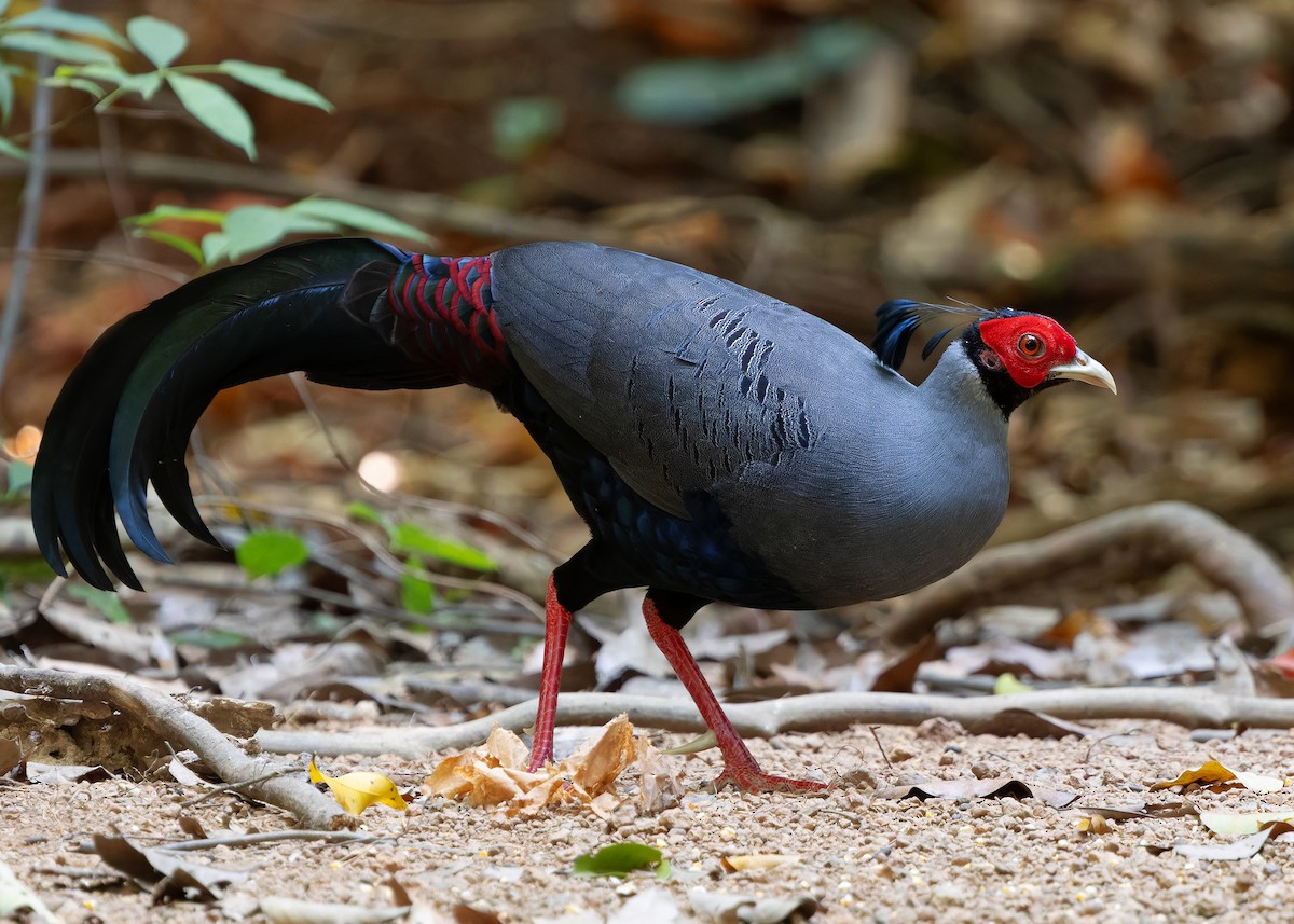 Siamese Fireback - ML638583724