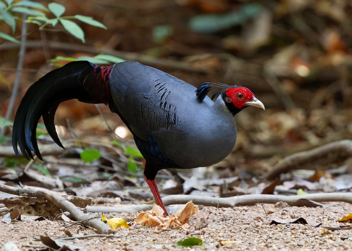 Siamese Fireback - ML638583725