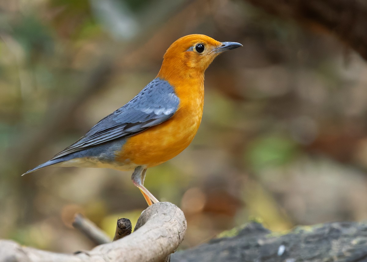 Orange-headed Thrush - ML638583737