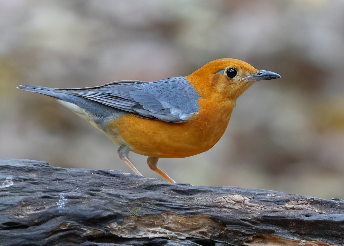 Orange-headed Thrush - ML638583738