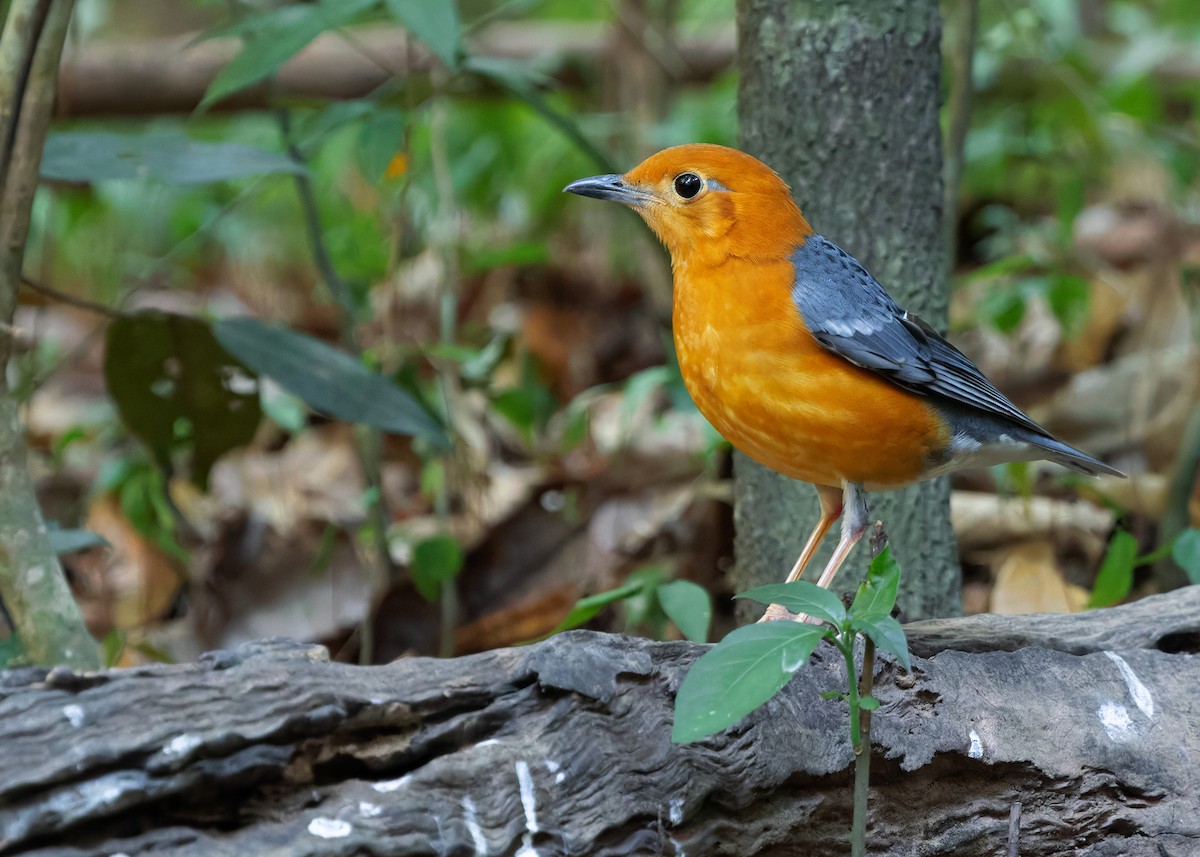 Orange-headed Thrush - ML638583739