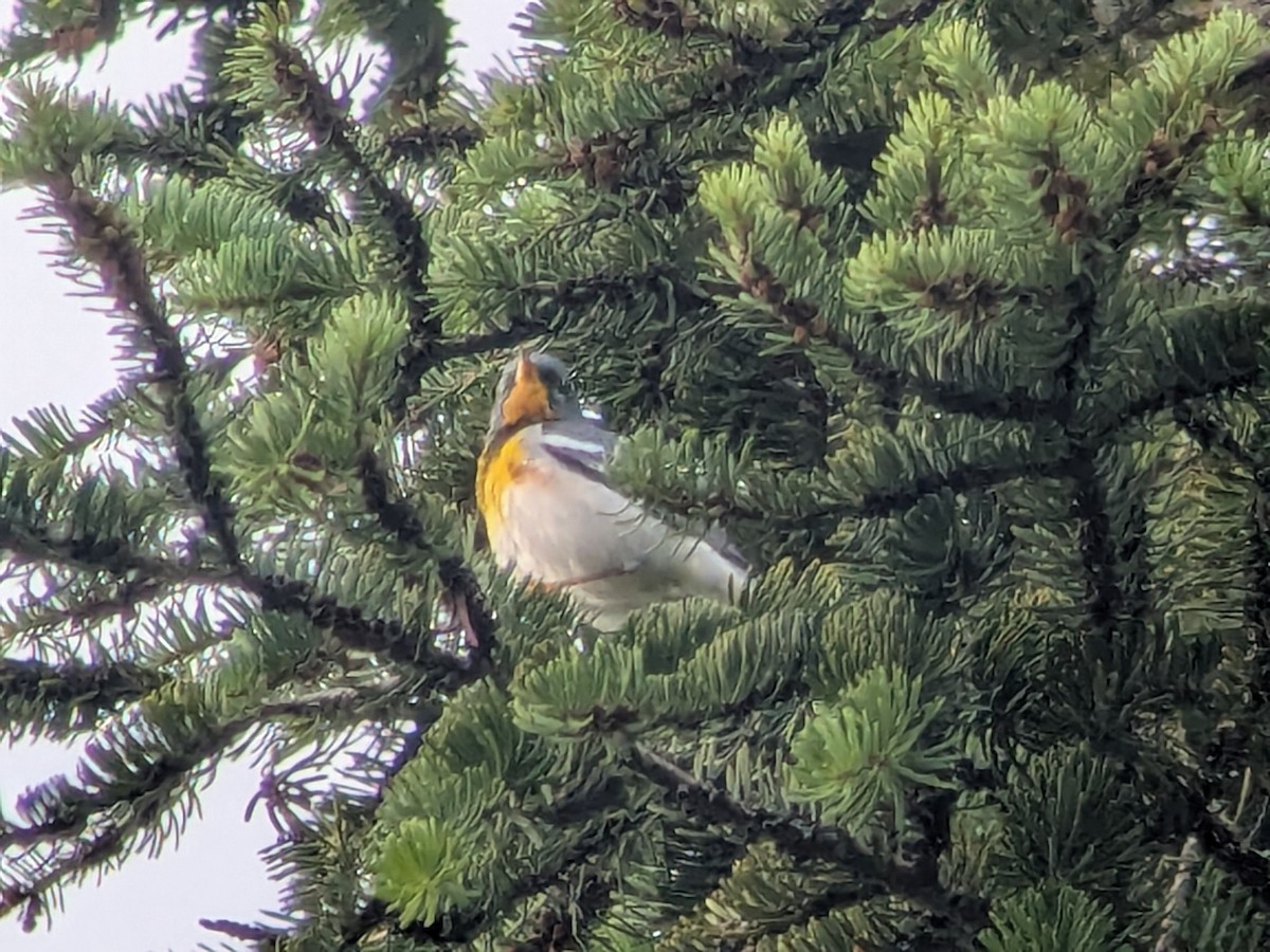Northern Parula - ML638583742