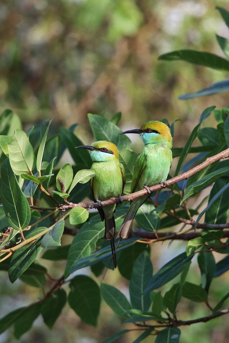 Asian Green Bee-eater - ML638583784