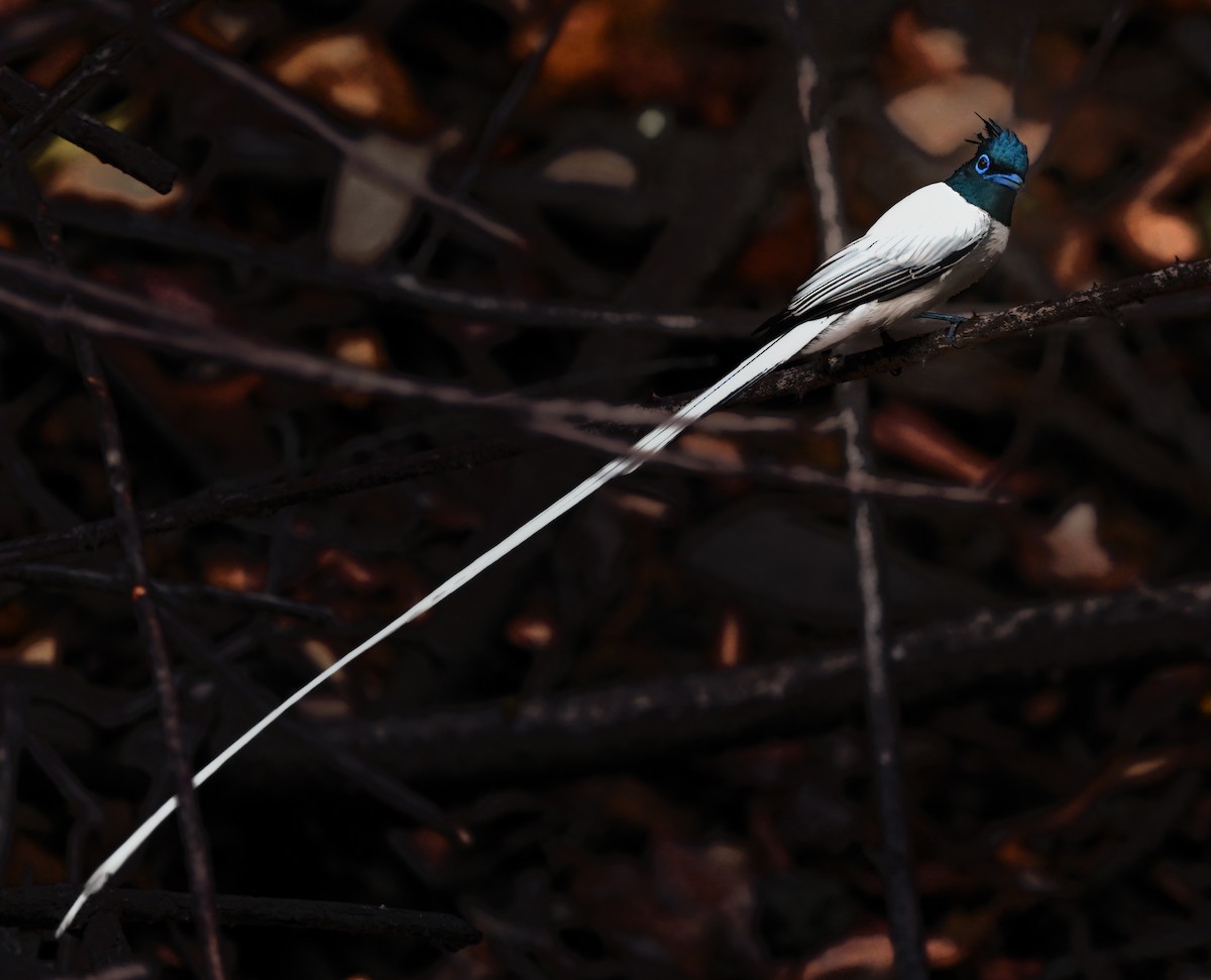 Indian Paradise-Flycatcher - ML638583836