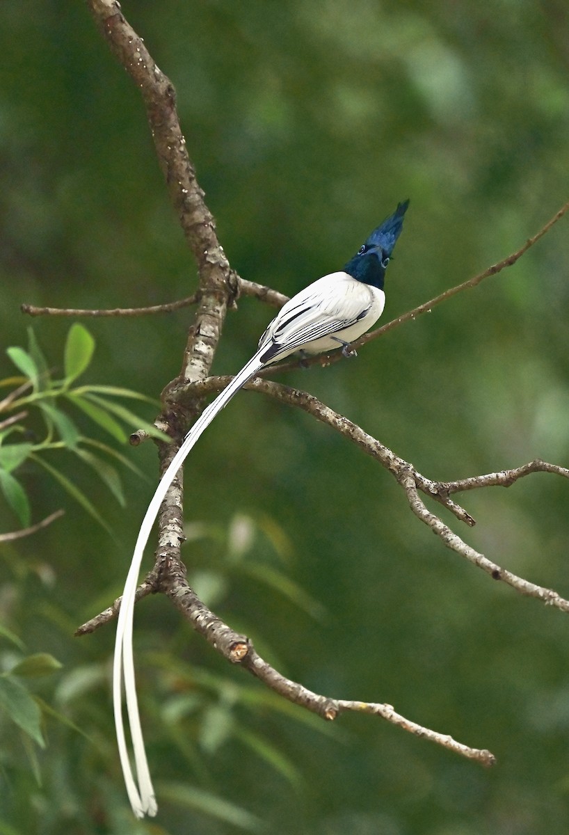 Indian Paradise-Flycatcher - ML638583837