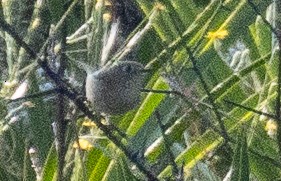 Ruby-crowned Kinglet - ML638583880