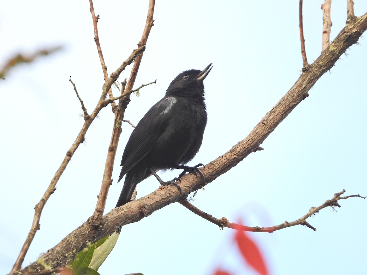 Black Flowerpiercer - ML638583884